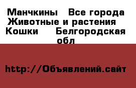 Манчкины - Все города Животные и растения » Кошки   . Белгородская обл.